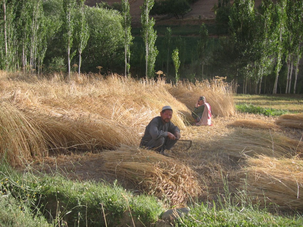 Grain farmer and wife in field